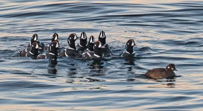 Male Harlequin ducks follow female