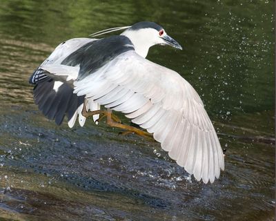 Black-crowned Night Heron taking off from water