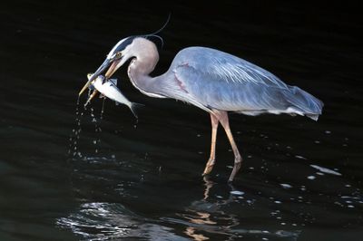 Great Blue Heron catches fish, black background