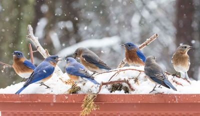 8 Bluebirds on flower box in snowstorm