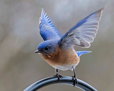 Bluebird about to take off from rod