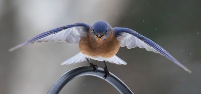 Bluebird about to take off in snowstorm