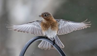 Bluebird female displays in snowstorm