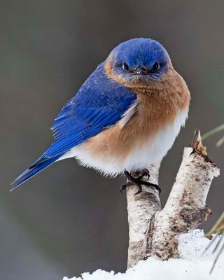 Bluebird fluffed and staring on birch branch