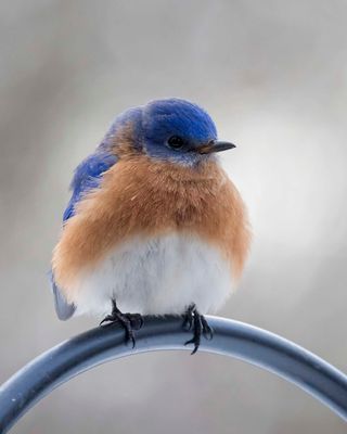 Bluebird fluffed up on cold day
