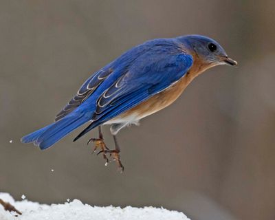 Bluebird hops up from snow
