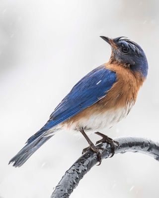 Bluebird looks back and up in snowstorm