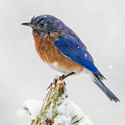 Bluebird on pine branch top in snowstorm