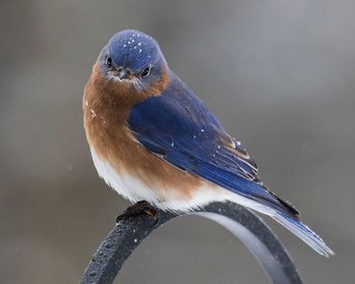 Bluebird stares in snowstorm