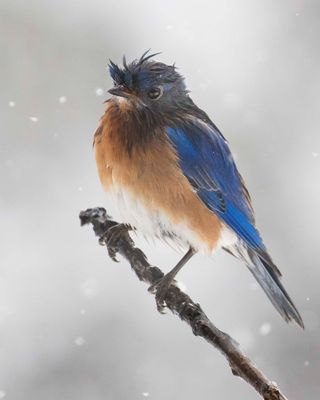 Bluebird wet and feathers astray during snowstorm