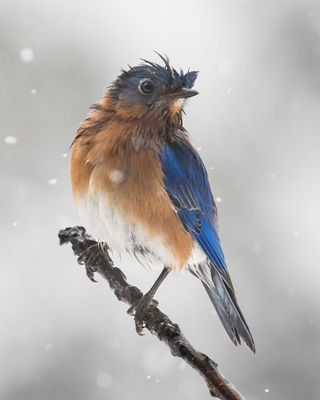 Bluebird wet and feathers astray during snowstorm