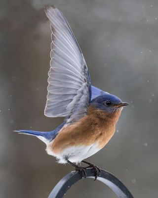 Male Bluebird displaying