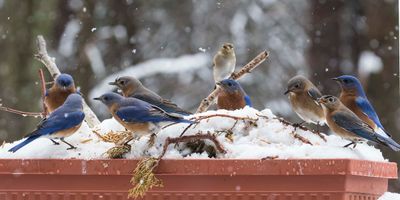 7 Bluebirds and a goldfinch on flower box in snowstorm