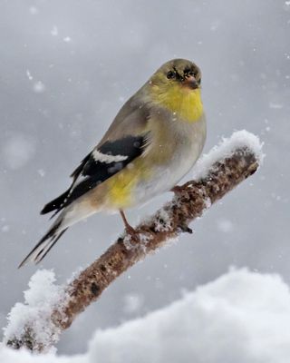 Goldfinch on branch in snowstorm