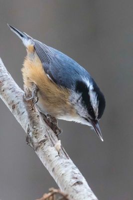 Red-breasted Nuthatch eating.jpg