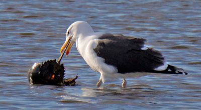 Black-backed Seagull with Horseshore Crab