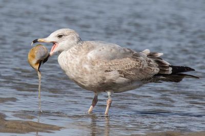 Seagull about to drop big shell