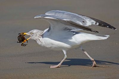 Seagull running with crab