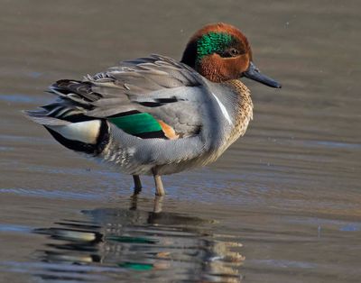 Green-winged Teal poses and shows green in wing