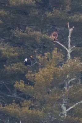 Stellar's and Juv Eagle on pine.jpg