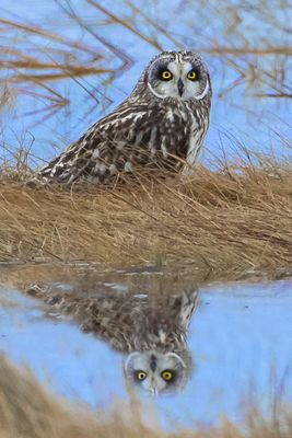 Short-eared Owl sits on marsh with reflection