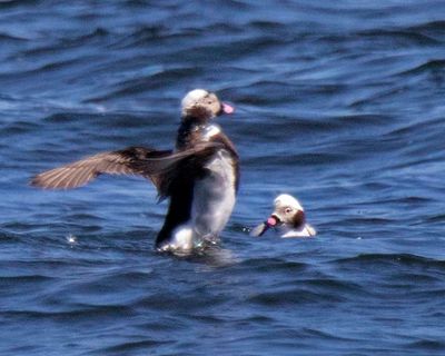 Long-tailed Duck in breeding plumage shakes with 2nd watching