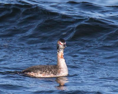 Horned Grebe part breeding plumage looks forward