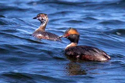 Horned Grebes in breeding  plumage and 2nd swim together