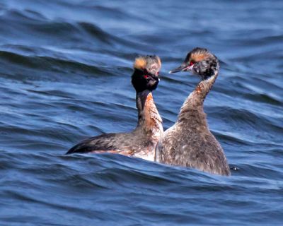 Horned Grebes breeding come together.jpg