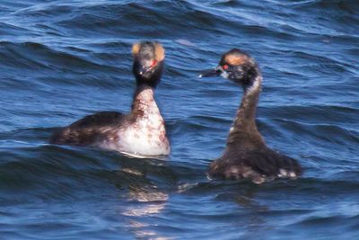 Horned Grebes in breeding  plumage near  each other