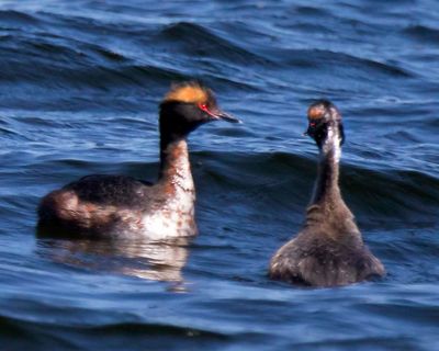 Horned Grebes in breeding  plumage look at each other
