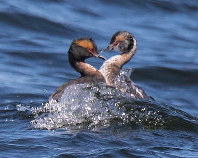 Horned Grebes in breeding  plumage face each other