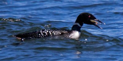 Common Loon swallowing a fish