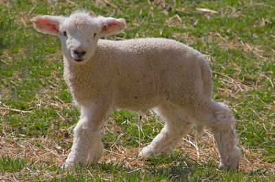 Young lamb poses outside.jpg