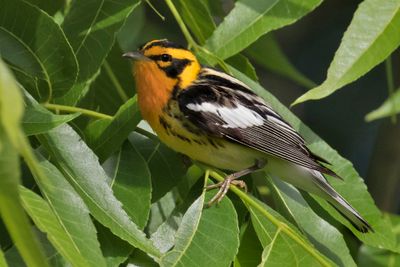 Blackburnian poses in green leaves.jpg