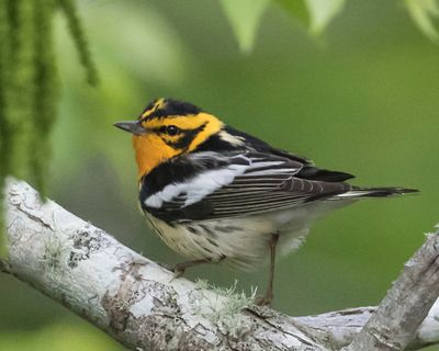 Blackburnian warbler poses on branch