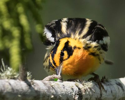 Blackburnian with strange caterpillar