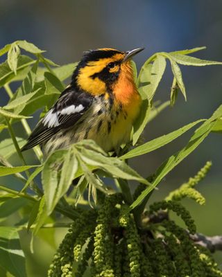 Blackburnian Warbler 2.jpg