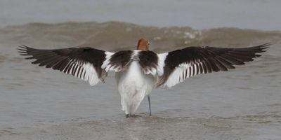 Avocet flaps from behind in surf.jpg