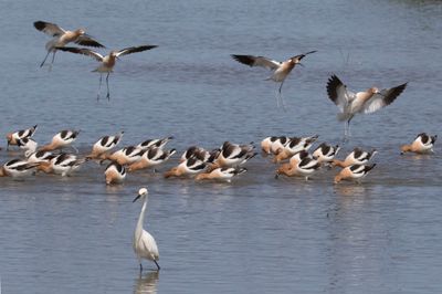 Avocets about to land in flock.jpg