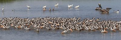 Avocets feed w egrets and pelicans.jpg