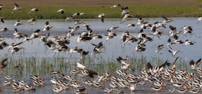 Avocets feeding and in flight above