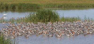 American Avocets flock feeding