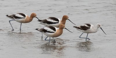 Avocets group hunting.jpg