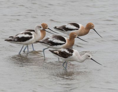 5 Avocets together