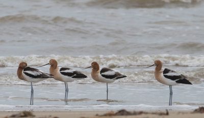 Avocets rest by the ocean.jpg