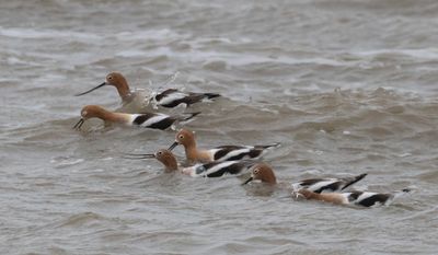 Avocets swim in the ocean