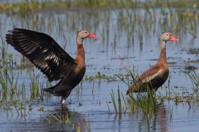 Black-bellied Whistling Ducks, one flaps
