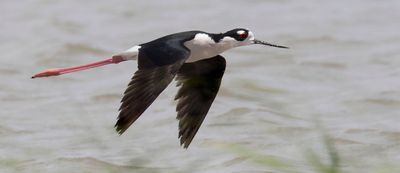 Black-necked Stilt in flight.jpg