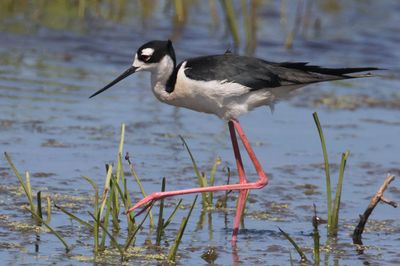 Black-necked Stilt stalking.jpg